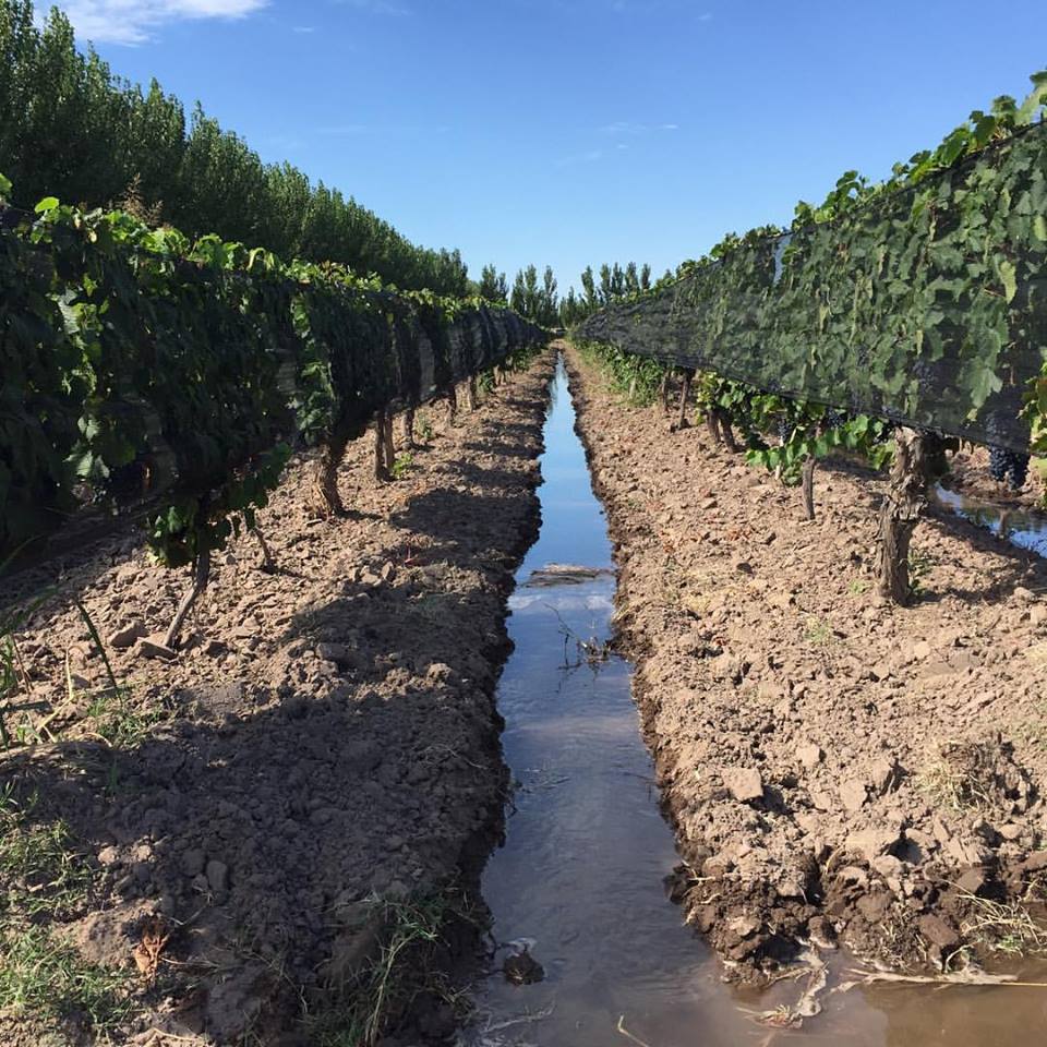 Viñedos en La Paz, Mendoza